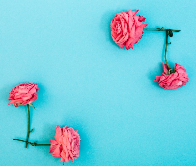 Fresh pink roses arranged on turquoise background