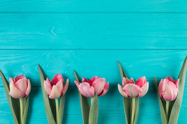 Fresh pink tulips on the turquoise wooden textured backdrop