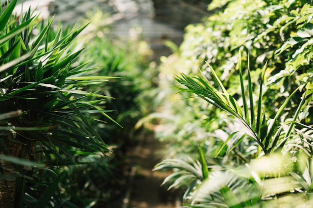 温室内で生育する新鮮な植物