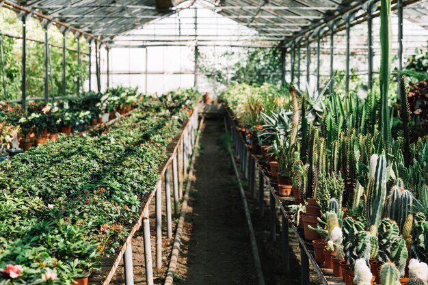 温室内で生育する新鮮な植物