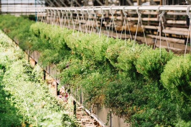 温室に掛かる新鮮な植物