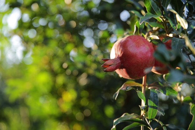 Fresh pomegranate on the tree ____
