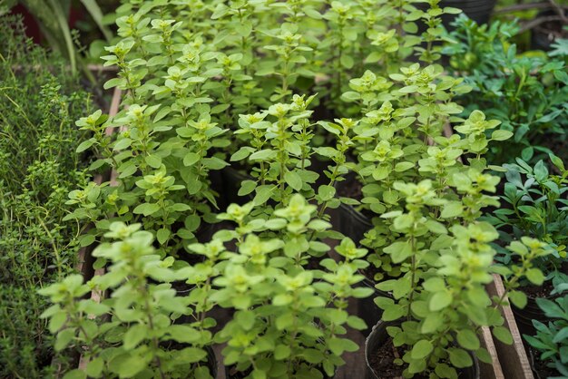 Fresh potted plants growing in greenhouse