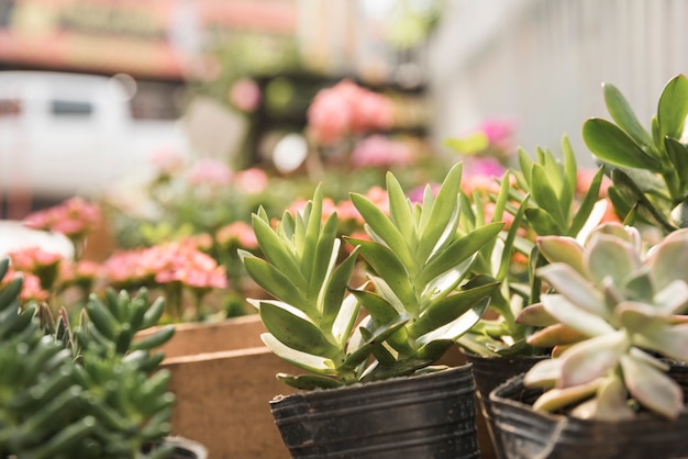 Free photo fresh potted succulent plants