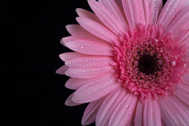 黒の背景に新鮮な紫の花