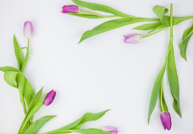 Fresh purple tulip flowers against white surface