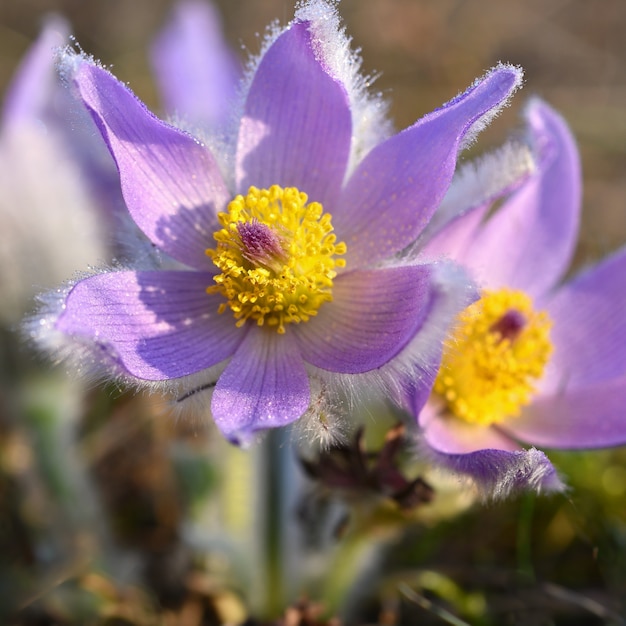 "Fresh purple and yellow flowers"