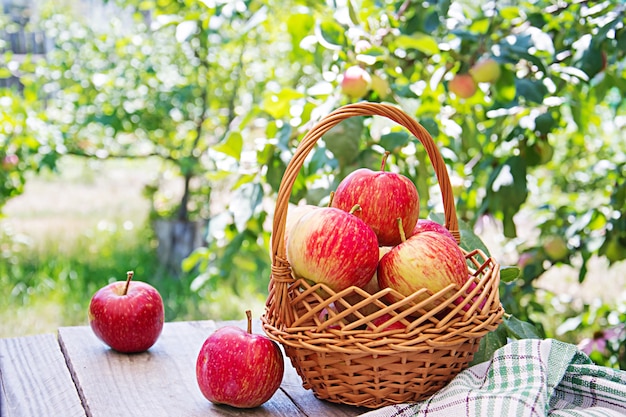 Fresh red apples in a basket on a table in a summer garden
