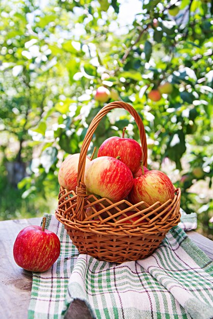 Fresh red apples in a basket on a table in a summer garden