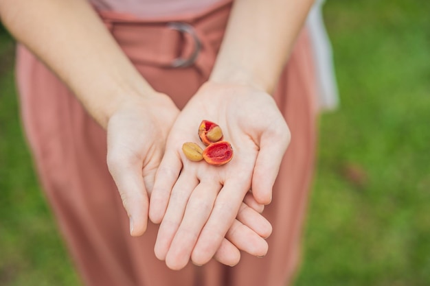 Свежие красные ягоды кофейных зерен в руке женщины