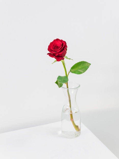 Свежий красный цветок в вазе на столе