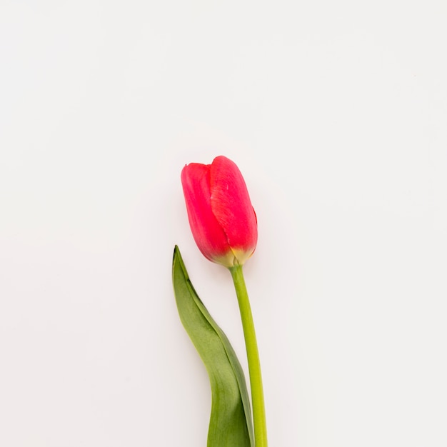 Fresh red flower on stem