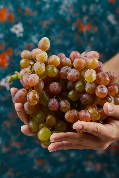 Foto gratuita uva rossa fresca in mano sulla superficie blu