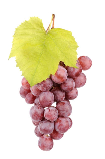 Fresh red grapes with leaves isolated on white