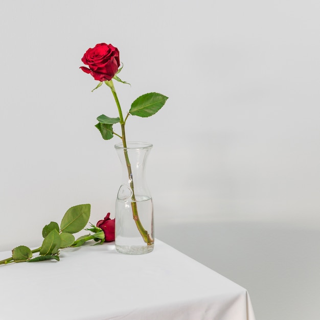 Fresh red rose in vase near bloom on table