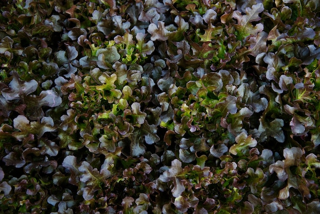 新鮮なリラックス自然屋外植物学