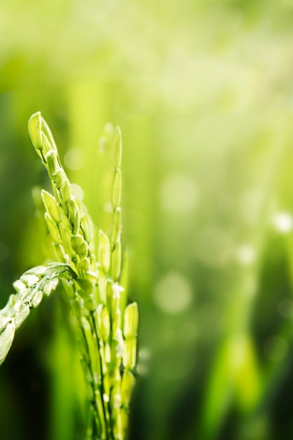 Fresh rice spikes in a field macro shot