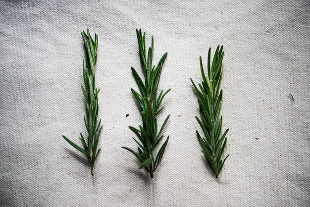 Fresh rosemary cooking seasoning