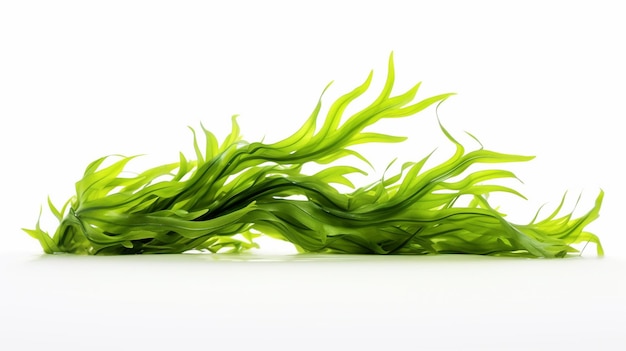 Free photo fresh seaweed on a white background