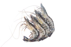 Fresh shrimp or prawn on white background. raw prawns isolated on white background