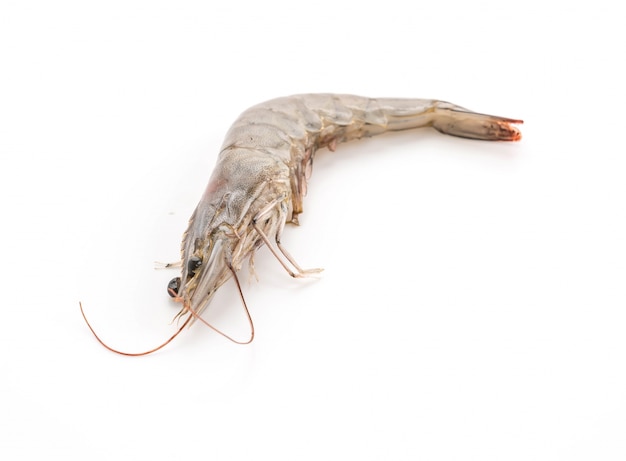 fresh shrimp/prawn