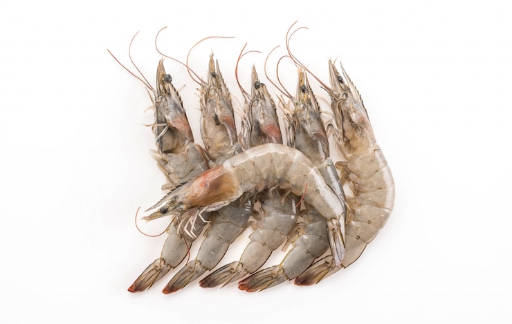 Free Photo fresh shrimp/prawn