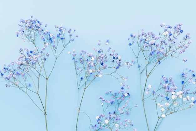 無料写真 新鮮な小さな青い花の小枝