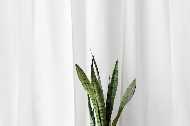 Fresh snake plant in front of a plain white curtain