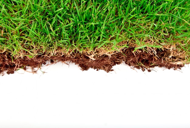 Fresh spring green grass with soil isolated on white background.