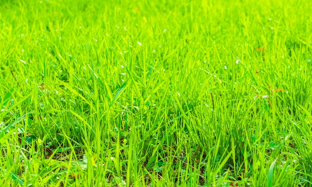 新鮮な春の緑の草