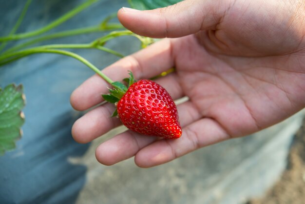 신선한 딸기 손 딸기 농장에서 고른.