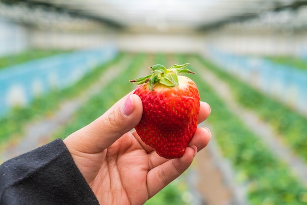 Free photo fresh strawberry handpicked