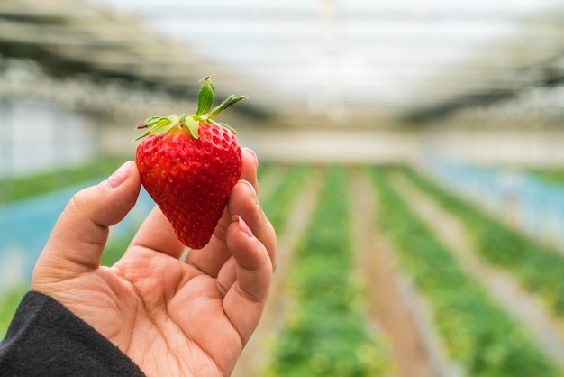 Fresh strawberry handpicked