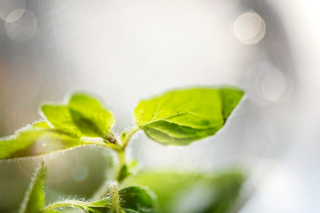 Foto gratuita erbe aromatiche fresche di basilico in un giardino