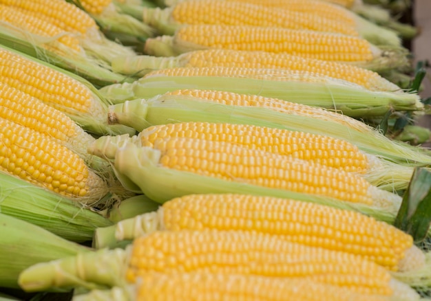 Свежая сладкая кукуруза. Свежие кукурузы на рынке. Кукурузная початка между зелеными листьями.