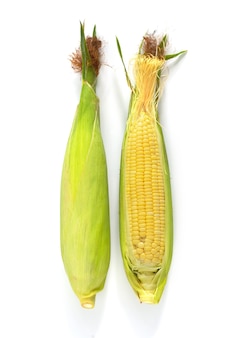 Fresh sweet corn on white background.
