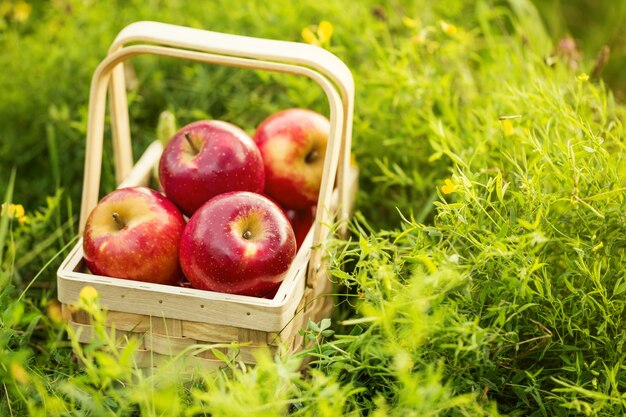 Свежие вкусные красные яблоки в деревянной корзине на зеленой траве