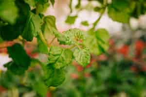 Foto gratuita gambo verde tenero fresco con foglie