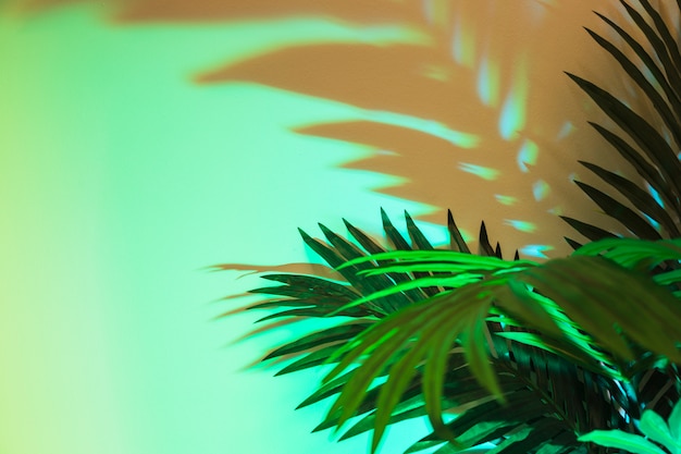 色付きの背景上の影付きの新鮮な熱帯の緑の葉