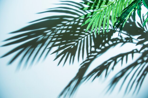 Fresh tropical palm leaf shadow on blue backdrop