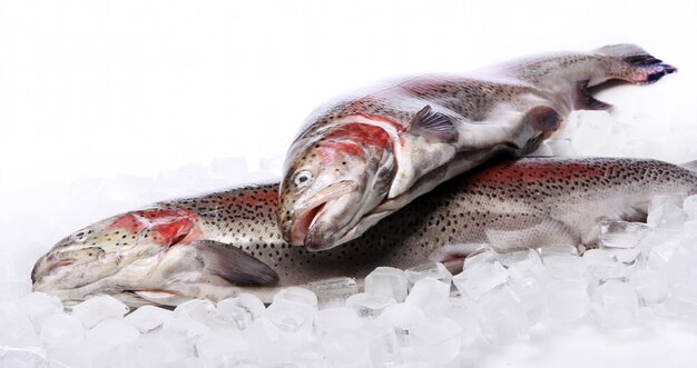 Fresh trout on ice isolated on white