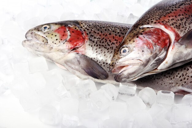 Fresh trout on ice isolated on white