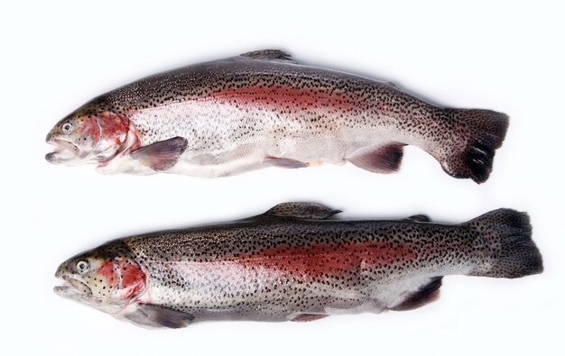 Fresh trout isolated on white