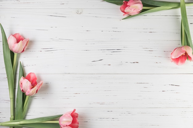 Fresh tulips on the corner of the white wooden textured backdrop