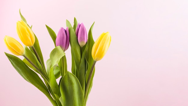 Fresh tulips and green leaves