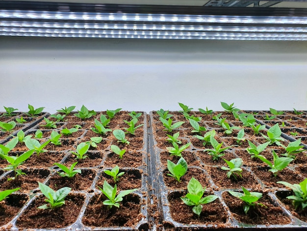 Free photo fresh vegetables are growing in indoor farm/vertical farm.