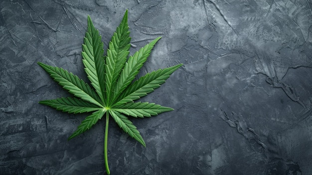 Fresh and vibrant green marijuana leaves on varied background