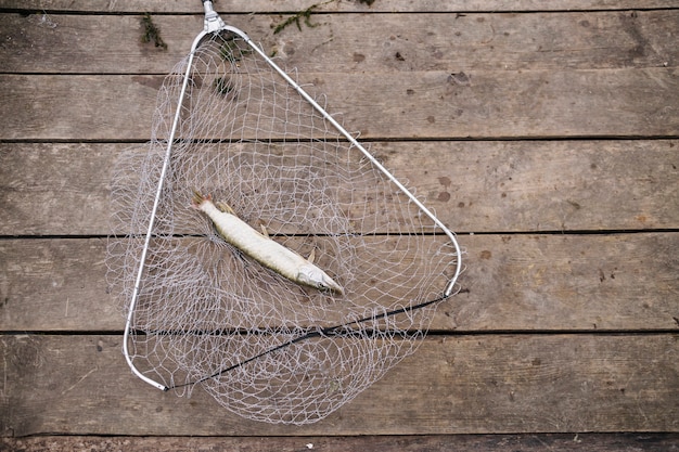 Рыба пресной воды, попавшая в рыболовную сеть на деревянный пирс