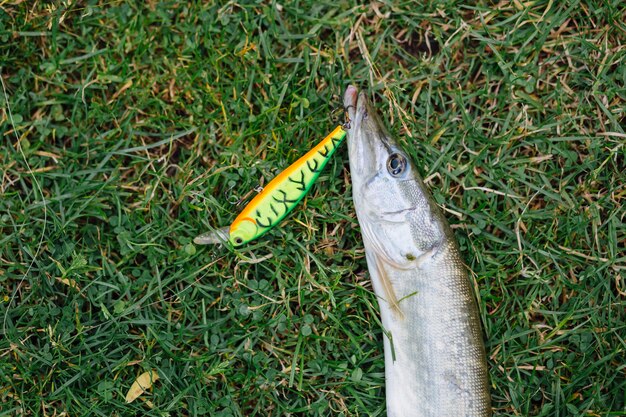 Fresh water fish with lure on green grass