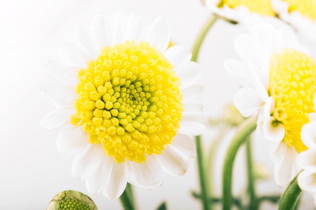 Fresh white flowers blooming in spring